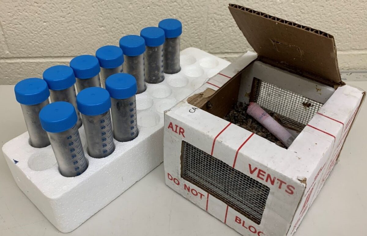 50ml Tubes willed with frozen bees collected individually from shipped live bee boxes, one of which is displayed, with top cut open to allow for collection upon freezing.