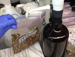 Labworker adding water to honey bee slurry