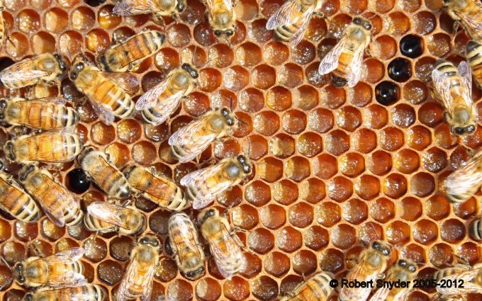 Honey bees crawl across hive cells filled with bee bread