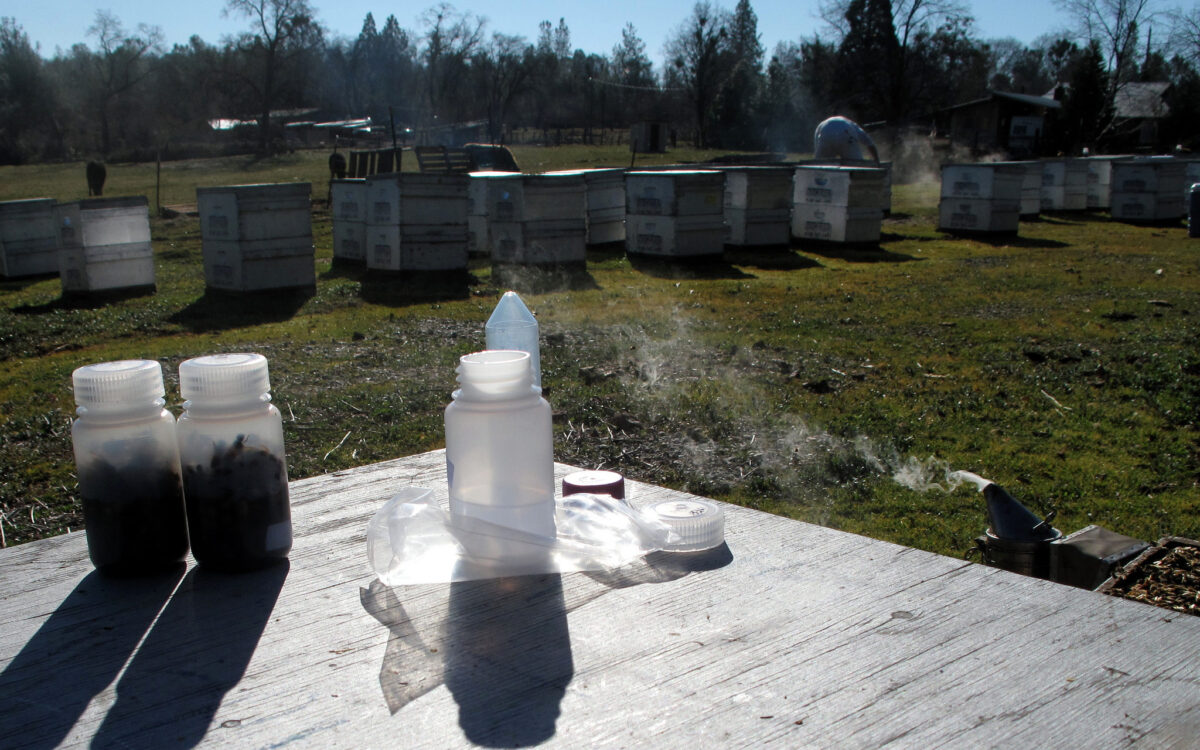 In foreground two sampling bottles with bees, in background around 20 managed honey bee colonies